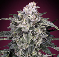 Advanced Seeds - Slurricane (Feminized)