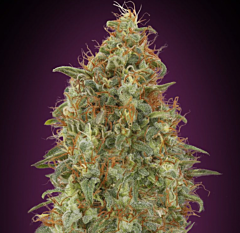 Advanced Seeds - Zkittlez FAST (Feminized)