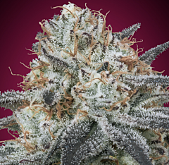 Advanced Seeds - Auto Slurricane (Feminized)