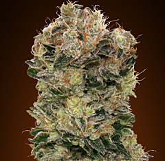 00 Seeds - Auto Sweet Soma (Feminized)
