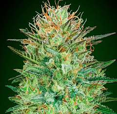 00 Seeds - Auto Sweet Critical (Feminized)