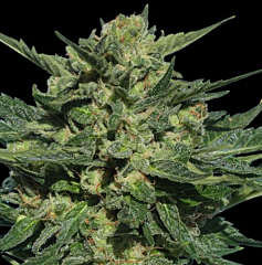 Serious seeds - Auto White Russian (Feminized)