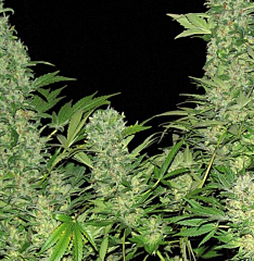 Serious seeds - Double Dutch (Regular)