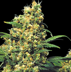 Serious seeds - Warlock (Feminized)