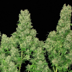 Serious Seeds - White Russian (Feminized)