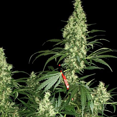 Serious Seeds - Kali Mist (Regular)