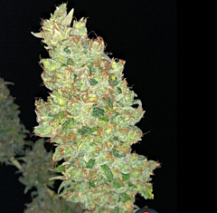 Serious Seeds - Strawberry AK (Feminized)