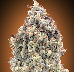 Advanced Seeds - Auto Watermelon OG (Feminized)