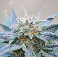 Kannabia - Power Skunk feminized cannabis seeds - indica dominant marijuana strain with a flowering time around 50-55 days 