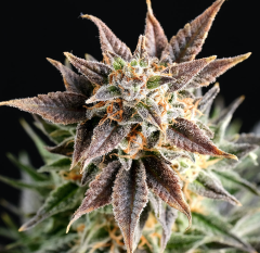 Kannabia - Big Band feminized cannabis seeds - indica dominant marijuana strain with a flowering time around 55-60 days