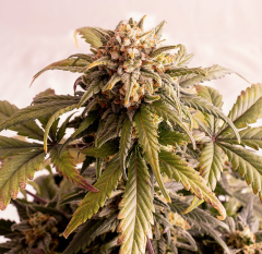 Kannabia - Speedy Gonzales feminized cannabis seeds - autoflowering marijuana strain with a flowering time of 65-70 days 