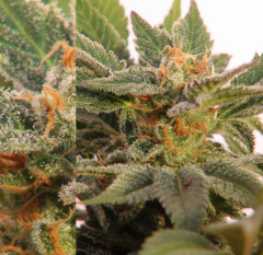 Kannabia - Kritic 70 feminized cannabis seeds - autoflowering marijuana strain with a grow time around 70 days and a good yield
