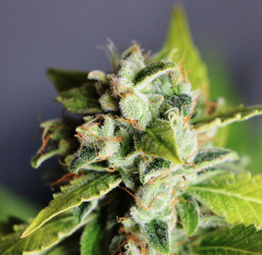 Kannabia - Mikromachine feminized cannabis seeds - autoflowering marijuana strain with a flowering time around 70-75 days