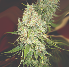 Emerald Triangle - Black Berry OG (Regular)