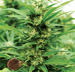 Emerald Triangle - Emerald Jack regular cannabis seeds - 70% sativa dominant marijuana strain with a flowering time around 9-10 weeks