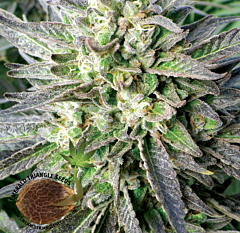 Emerald Triangle - Grapefruit Krush (Regular)