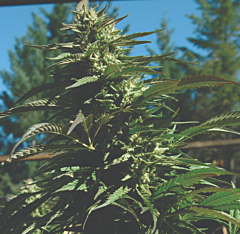 Emerald Triangle - Blueberry Headband Auto regular cannabis seeds - 50/50 indica/sativa hybrid marijuana strain with a flowering time around 9 weeks