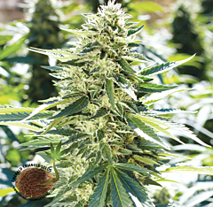 Emerald Triangle - Lemon Diesel regular cannabis seeds - 70% indica dominant marijuana strain with a flowering time around 9-10 weeks