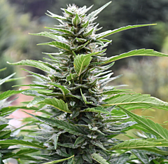 Emerald Triangle Seeds- Blueberry Headband CBD (Regular)