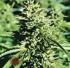 Emerald Triangle - Lost Coast O.G. regular cannabis seeds - 60% indica dominant marijuana strain with a flowering time around 8-9 weeks