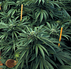 Emerald Triangle - Mastodon Kush regular cannabis seeds - 90% indica dominant marijuana strain with a flowering time around 8-9 weesk