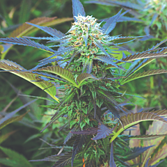 Emerald Triangle Seeds- Royal Purple Kush Auto (Regular)