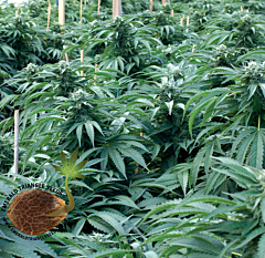 Emerald Triangle - Bubba 76 regular cannabis seeds - 90% indica dominant marijuana strain with a flowering time around 7-8 weeks