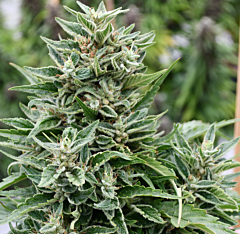 Emerald Triangle Seeds- Critical 707 CBD (Regular)