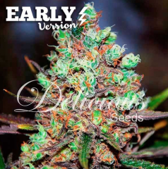 Delicious Seeds - Candy Kush Early Version (Feminized)