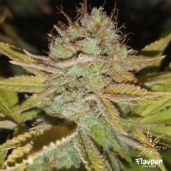 Flavour Chasers Seeds - Apple Fritters (Feminized)