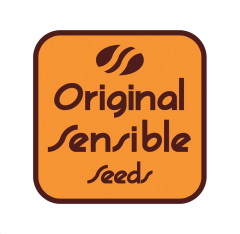 Original Sensible Seeds - Black Dog Auto (Feminized)