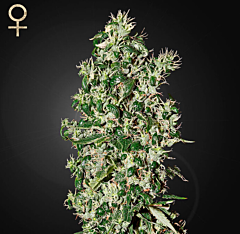 Strain Hunters - Big Tooth (Feminized)