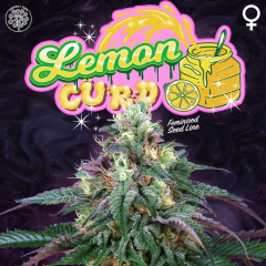 Perfect Tree - Lemon Curd (Feminized)