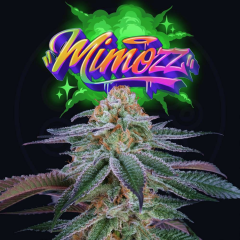 Perfect Tree - Mimozz (Feminized)