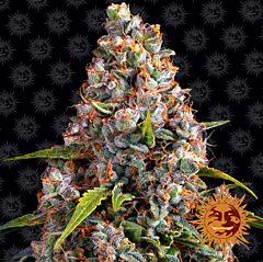 Barney's Farm - Strawberry Cheesecake Auto (Fem)