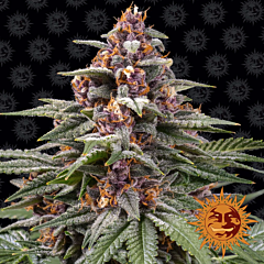 Barney's Farm - Runtz Auto (Fem)