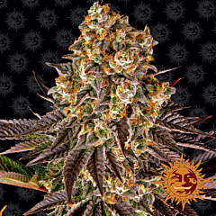Barney's Farm - Gelato #45 (Fem)