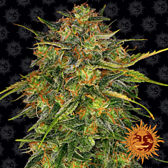 Barney's Farm - Cheese (Fem)