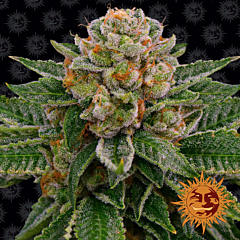 Barney's Farm - Skywalker OG Auto (Fem)