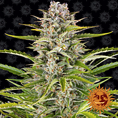 Barney's Farm - Gorilla Zkittlez Auto (Feminized)