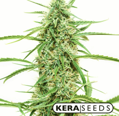 Kera Seeds - Crazy Bud Auto (Fem)