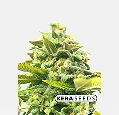 Kera Seeds - Dutch Power Auto (Feminized)