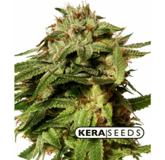 Kera Seeds - Premium Diesel (Feminized)