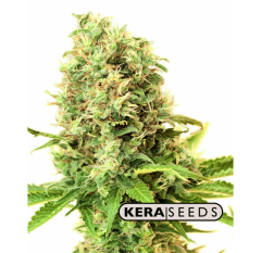 Kera Seeds - Medical White Widow (Feminized)