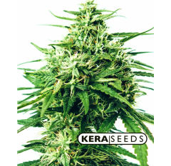 Kera Seeds - Medical Buddha (Feminized)