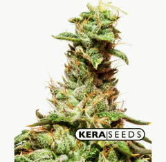 Kera Seeds - California Nugget (Feminized)