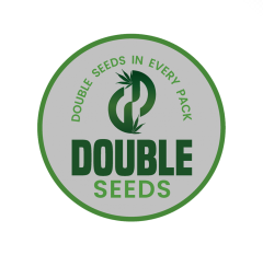 Double Seeds - White Widow X Big Bud (Feminized)