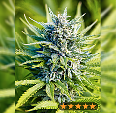 Power Strains - Amnesia Haze Auto (Feminized)