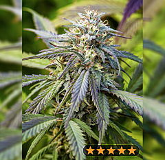 Power Strains - Afghan Kush Auto (Feminized)