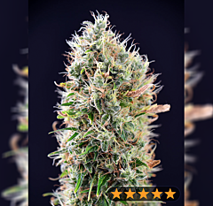 Power Strains - Banana Punch Auto (Feminized)